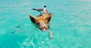 Bahamas Digital Nomad Visa